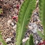 Achillea ageratum Лист