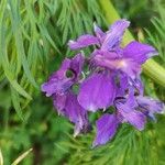 Delphinium ajacisFlower