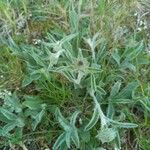 Inula montana Leaf