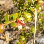 Vaccinium myrsinites 花