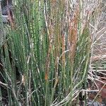 Equisetum hyemale موطن