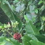 Musa velutina Fruto