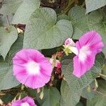 Ipomoea purpureaBloem