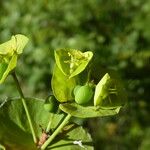 Euphorbia amygdaloides 树皮