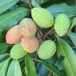 Litchi chinensis ഫലം