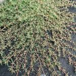 Euphorbia prostrata Folha