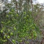 Leptomeria acida Hàbitat