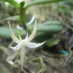 Angraecum sanfordii फूल