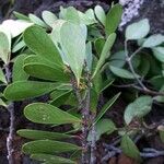Lasiochlamys planchonellifolia Tervik taim