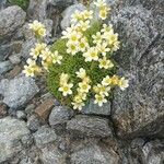 Saxifraga muscoides Fula