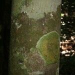 Trymatococcus oligandrus Кора