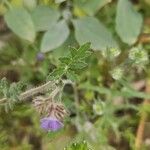 Phacelia distans Lehti