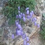 Campanula cochleariifoliaFlower