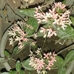 Ixora chinensis Blüte