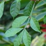 Quassia amara Hoja