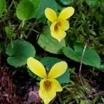Viola sempervirens Flor