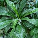 Anthurium lilacinum পাতা