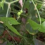 Astraea lobata Fruit