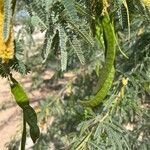 Faidherbia albida Fruit