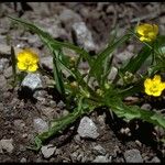 Ranunculus alismifolius Habit