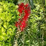 Callistemon viminalis Цветок