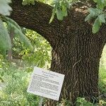 Quercus pubescens Écorce