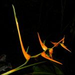 Heliconia latispatha 花