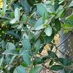 Ilex vomitoria List