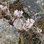 Allium cratericola Flower
