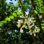 Robinia pseudoacacia Blüte