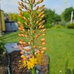 Eremurus stenophyllus Flower