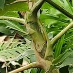 Tetrapanax papyrifer Magamba