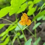 Impatiens capensis Flower