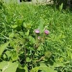 Arctium minusLeaf