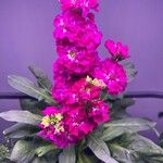 Matthiola incanaFlower