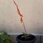 Gasteria glomerata Flor
