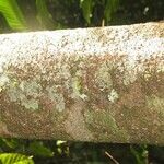 Licania parvifructa 樹皮