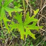 Delphinium leroyi Hoja