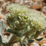 Eriogonum robustum 花