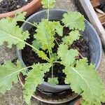 Crambe maritima Leaf