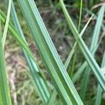 Carex riparia Feuille