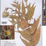 Macledium auriculatum Sonstige