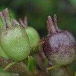 Scaevola montana Fruit