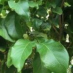 Combretum kraussii Leaf