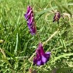 Vicia eriocarpa Blodyn