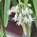 Tulbaghia simmleri Flor