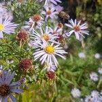 Tripolium pannonicum 花