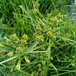 Cyperus eragrostis ᱛᱟᱦᱮᱸ