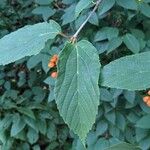 Viburnum sieboldii Leaf