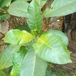 Voacanga africana Blad